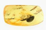 Two Hairy Mite (Anystoidea) Fossils in Baltic Amber #270630-1